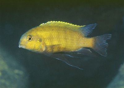 Tropheops sp. 'olive' Mphanga Rocks